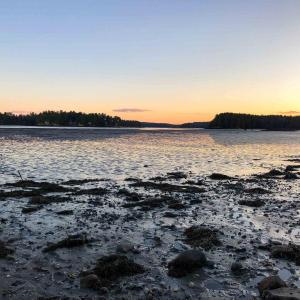 The tidal flats just south of Jack’s Point, in the upper Damariscotta River estuary. Heather Leslie photo