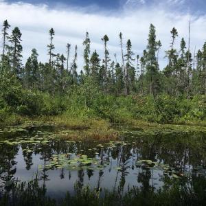 Small freshwater pond and black spruce wooded bog. Jack Witham photo