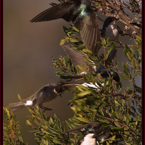 #bird-column, #treeswallows, #boothbayregister, #birds, #maine