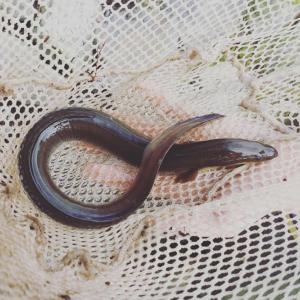 An eel. Maranda Nemeth photo