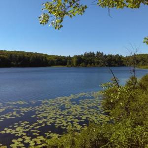 The Musquash Pond Preserve includes 78% of shore frontage on undeveloped Musquash Pond and a mix of wetlands which provide waterbird habitat, filter water, and sequester carbon. Anna Fiedler photo
