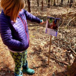 The current story on the trail is “Salamander Room” by Anne Mazer. Courtesy of BRLT