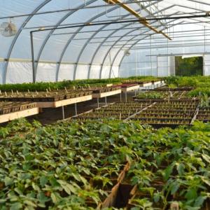 Vegetable seedlings. Spring is a critical time of year for Maine farmers. Courtesy of MOFGA staff.