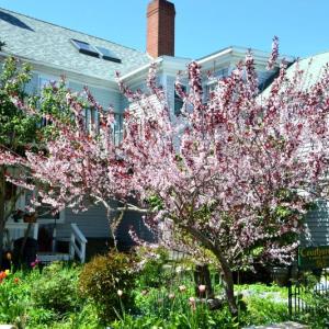 Peach Tree in Bloom