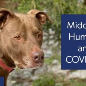 Midcoast Humane in Brunswick, a COVID-19 Animal Welfare grant recipient, offers information on adoption and pet care during the pandemic. Courtesy photo