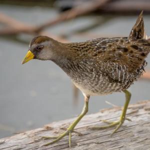 #bird-column, #boothbayregister, #birds, #maine