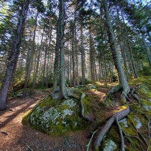 On the rugged shore trees must adapt to rocky soil and strong winds. Courtesy of BRLT