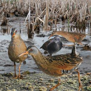 #bird-column, #Boothbay-Register, #Jeff-and-Allison-Wells, #birds, #Maine, #Virginia rail, #MaineBirdAtlas