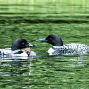 A loon family. Chris Hayes photo
