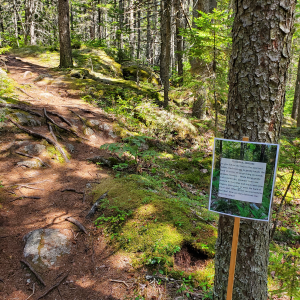 BRLT offers a self-guided walk at Hendricks Head Trail, with gentle invitations designed to increase sensory awareness and help visitors connect with nature. Courtesy of BRLT