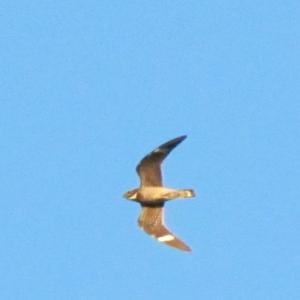 #bird-column, #boothbay register, #Jeff and Allison Wells, #Wiscasset newspaper, #Migratory Bird Treaty Act, #Maine, #birds, #common nighthawk