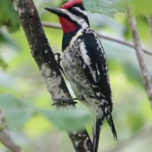 A yellow-bellied sapsucker at Hidden Valley Nature Center. Howie Nielsen photo