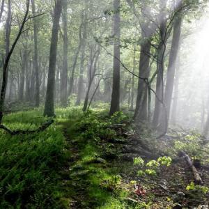Forest Bathing