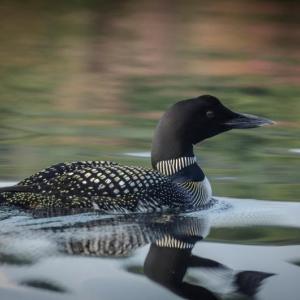 #bird-column, #birds, #JeffandAllisonWells, #BoothbayRegister, #WiscassetNewspaper, #landformaine’sfuture, #LMF, Maine