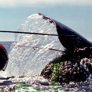 Numbering fewer than 400 worldwide, the Right Whale is the subject of the documentary “Entangled.” Watch it and be part or the livestream discussion Oct. 23. Courtesy of David Abel