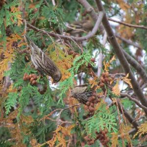 #bird-column, #AllisonWells, #JeffandAllisonWells, #BoothbayRegister, #WiscassetNewspaper, #birds, #winterfinch, #irruptions, #invasions 