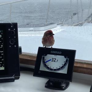 #bird-column, #AllisonWells, #JeffandAllisonWells, #BoothbayRegister, #WiscassetNewspaper, #birds, #winterfinch, #irruptions, #invasions 
