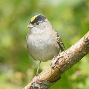 #bird-column, #boothbay-register, #Jeff-and-Allison-Wells, #birds, #goldencrownedsparrow, #wiscasset-newspaper