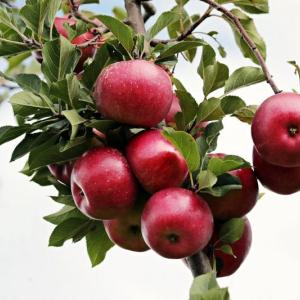 Apples. Courtesy of University of Maine Cooperative Extension