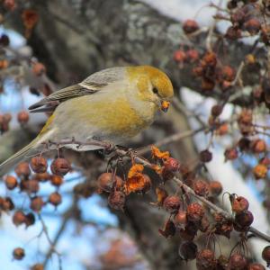 #bird-column, #boothbay-register, #wiscasset-newspaper, #birds, #jeff-and-allison-wells, #maine, #christmas-bird-count