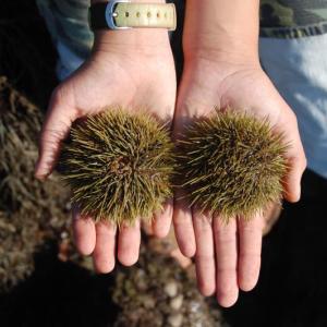 Sea urchins. Courtesy of Chris Bartlett, Maine Sea Grant
