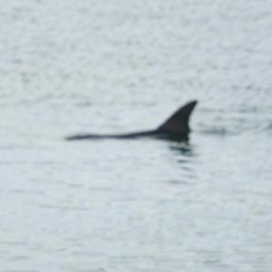 Boothbay Harbor resident George Friant reported this dolphin or pilot whale swimming on Jan. 4 uncharacteristically close to the Mill Cove shore. Marine Mammals of Maine observed the mammal for several hours trying to determine if it was distressed or disoriented. BILL PEARSON/Boothbay Register