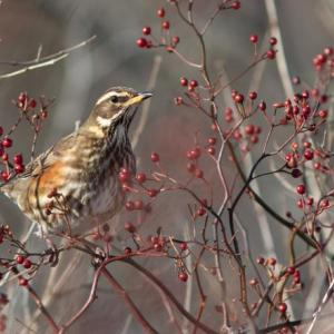 #bird-column, #boothbay-register, #wiscasset-newspaper, #redwing, #birds, #Jeff-and-Allison-Wells, #Maine