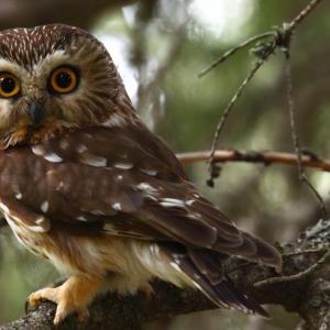 #bird-column, #jeff-and-allison-wells, #Boothbay-Register, #birds, #maine, #owls, #northernsawwhetowl