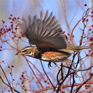 #bird-column, #boothbay-register, #wiscasset-newspaper, #redwing, #birds, #Jeff-and-Allison-Wells, #Maine