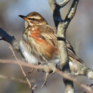 #bird-column, #boothbay-register, #wiscasset-newspaper, #redwing, #birds, #Jeff-and-Allison-Wells, #Maine