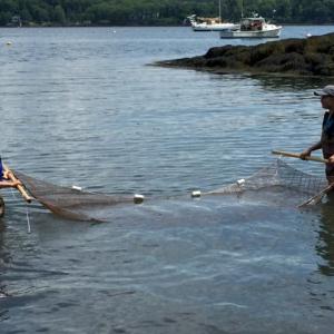 Learning to seine at the Boothbay Sea and Science Center - summer 2019. Courtesy of Pauline Dion