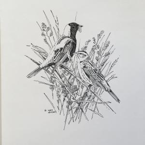 Explore the birds of Maine with co-editors Barbara Vickery and Jeff Wells on Thursday, April 15 at 6 p.m. with KELT and BPL. Registration is required for this virtual presentation at www.kennebecestuary.org. Bobolinks/Barry Van Dusen sketch