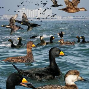 #bird-column, #boothbay-register, #wiscasset-newspaper, #birds, #maine, #jeff-and-allison-wells, #Mushkegowuk Council