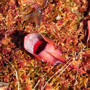 A pitcher plant in the HVNC bog. Courtesy of Midcoast Conservancy