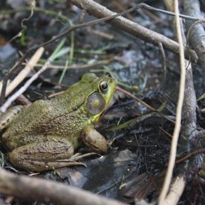 American bullfrog, Pemaquid Pond. Courtesy photo