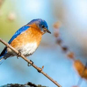 Eastern bluebird. Courtesy Walt Barrows