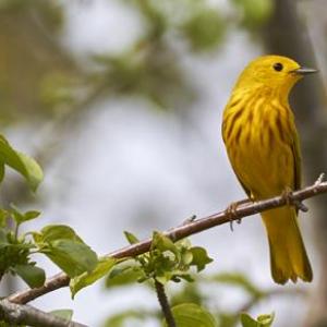 A yellow warbler. Don Reimer photo