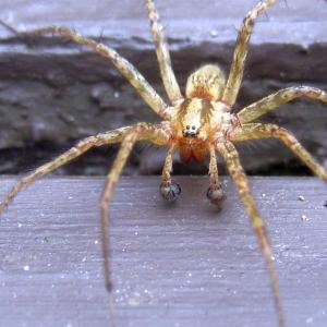 KELT is pleased to welcome Dana Wilde to share more about spiders in Maine on Thursday, April 29 at 6 p.m. over Zoom. Registration required. Courtesy of KELT