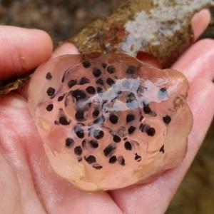 Join KELT to welcome Cheri Brunault to explore life in vernal pools in Lilly Pond Community Forest on Saturday, April 24 at 1 p.m. Registration required. Courtesy of KELT