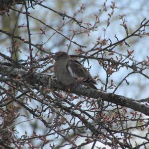 #bird-column, #boothbay-register, #wiscasset-newspaper, #Jeff-and-Allison-Wells, #white-winged-dove, #maine, #birds
