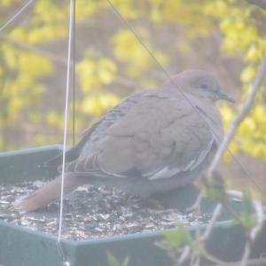#bird-column, #boothbay-register, #wiscasset-newspaper, #Jeff-and-Allison-Wells, #white-winged-dove, #maine, #birds