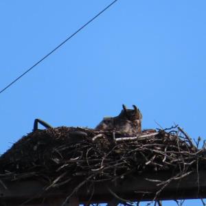 #bird-column, #birds, #Jeff-and-Allison-Wells, #Boothbay-Register, #Maine