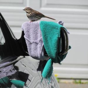 #bird-column, #boothbay-register, #Jeff-and-Allison-Wells, #birds #maine