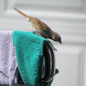 #bird-column, #boothbay-register, #Jeff-and-Allison-Wells, #birds #maine