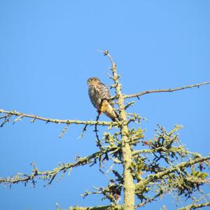 #bird-column, #jeff-and-allison-wells, #Boothbay-Register, #maine, #birds