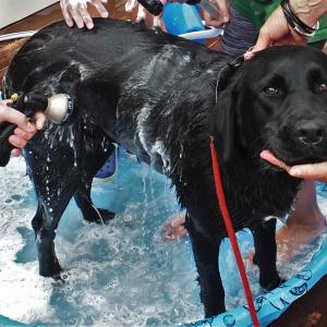 2018 Mutt Scrub. File photo