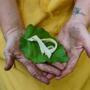Learn about foraging at the Veggies to Table workshop. Courtesy photo