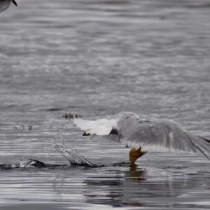 A herring gull finds something in the water. Stephanie Morrison photo