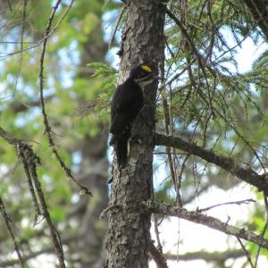 #bird-column, #jeff-and-allison-wells, #Boothbay-Register, #birds, #maine, #katahdin-woods-and-waters-national-monument, #black-backed-woodpecker