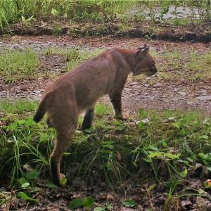 #bird-column, #maine, #Jeff-and-Allison-Wells, #birds, #boothbay-register, #wildlife-cams, #bobcat